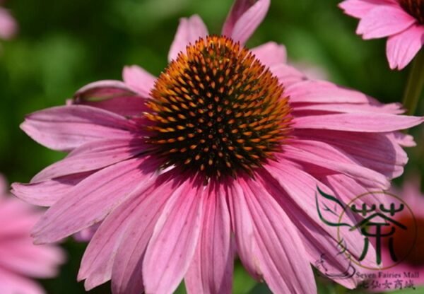 Echinacea Purpurea, Hedgehog Coneflower Seed 1000 PCS, Songguoju - Image 4