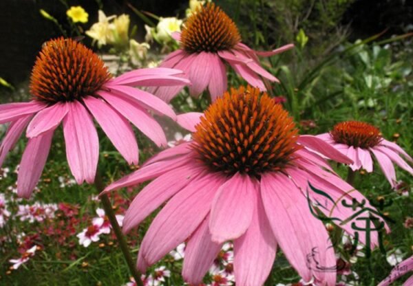 Echinacea Purpurea, Hedgehog Coneflower Seed 1000 PCS, Songguoju - Image 5