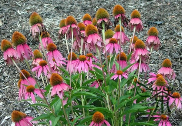 Echinacea Purpurea, Hedgehog Coneflower Seed 1000 PCS, Songguoju - Image 7