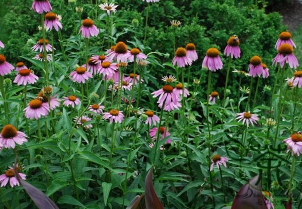 Echinacea Purpurea, Hedgehog Coneflower Seed 1000 PCS, Songguoju - Image 8