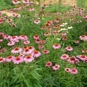 Echinacea Purpurea, Hedgehog Coneflower Seed 1000 PCS, Songguoju