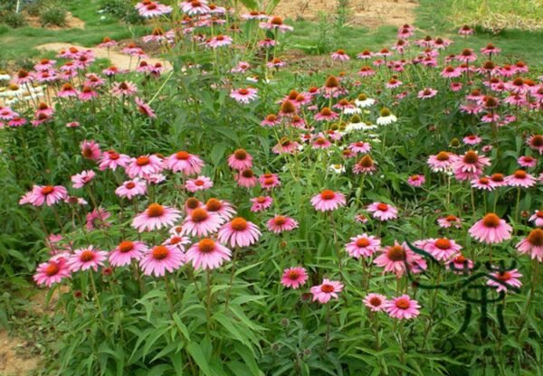 Echinacea Purpurea, Hedgehog Coneflower Seed 1000 PCS, Songguoju