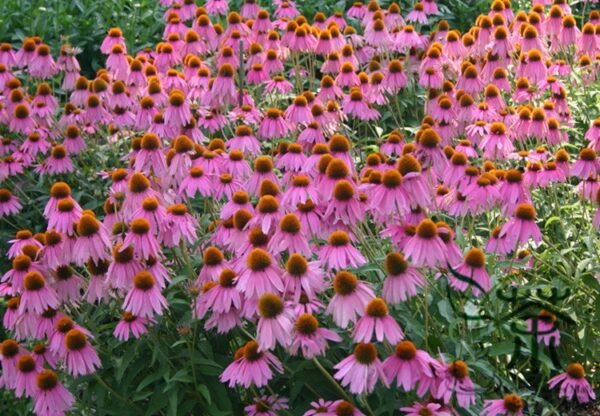 Echinacea Purpurea, Hedgehog Coneflower Seed 1000 PCS, Songguoju - Image 9