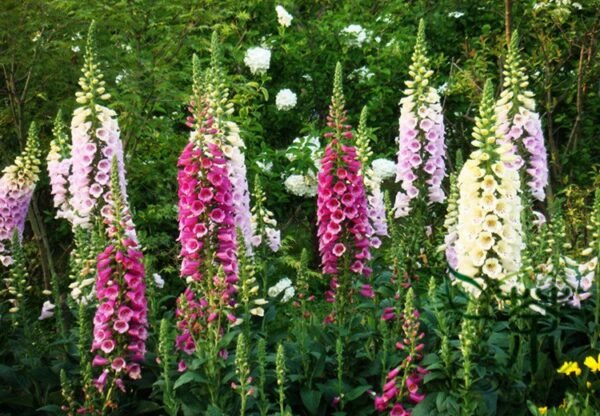 Digitalis Purpurea, Common Foxglove Seed 3000 PCS, Lady's Glove Maodihuang - Image 2