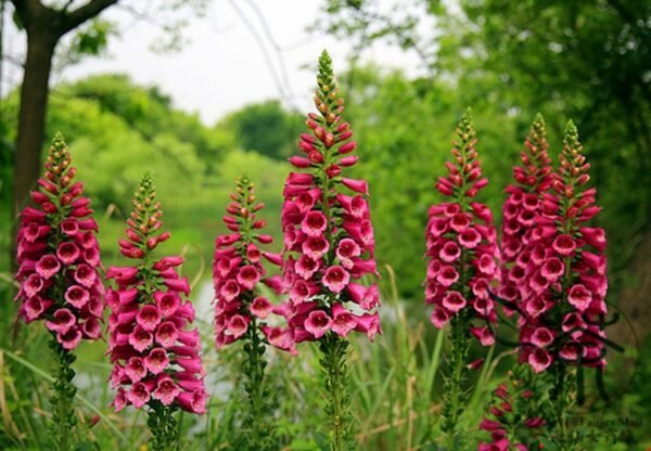 Digitalis Purpurea, Common Foxglove Seed 3000 PCS, Lady's Glove Maodihuang - Image 3