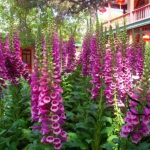 Digitalis Purpurea, Common Foxglove Seed 3000 PCS, Lady's Glove Maodihuang