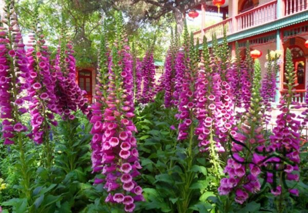 Digitalis Purpurea, Common Foxglove Seed 3000 PCS, Lady's Glove Maodihuang