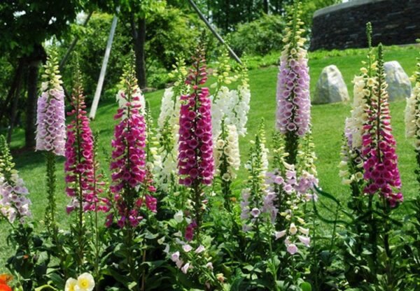 Digitalis Purpurea, Common Foxglove Seed 3000 PCS, Lady's Glove Maodihuang - Image 4