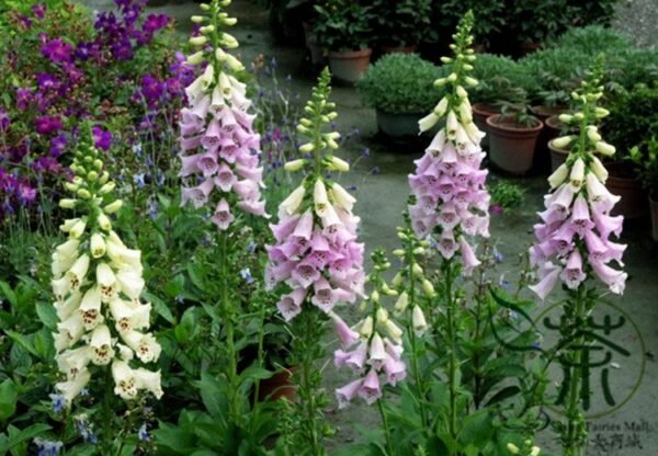 Digitalis Purpurea, Common Foxglove Seed 3000 PCS, Lady's Glove Maodihuang - Image 5