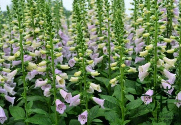 Digitalis Purpurea, Common Foxglove Seed 3000 PCS, Lady's Glove Maodihuang - Image 7