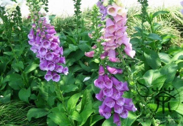 Digitalis Purpurea, Common Foxglove Seed 3000 PCS, Lady's Glove Maodihuang - Image 9