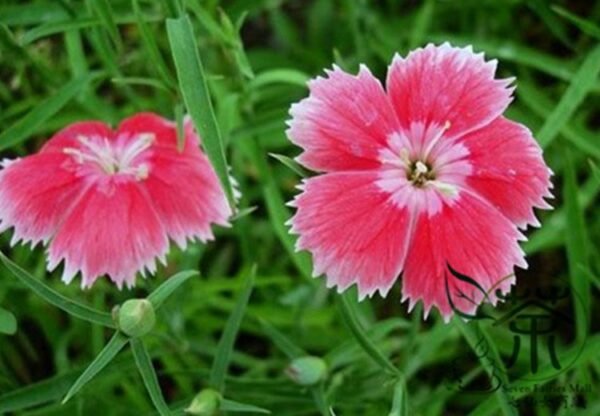 Dianthus Plumarius, Common Pink Seed 3000 PCS, Changxia Shizhu - Image 2