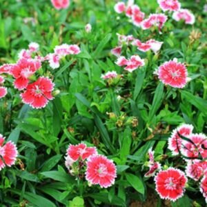 Dianthus Plumarius, Common Pink Seed 3000 PCS, Changxia Shizhu