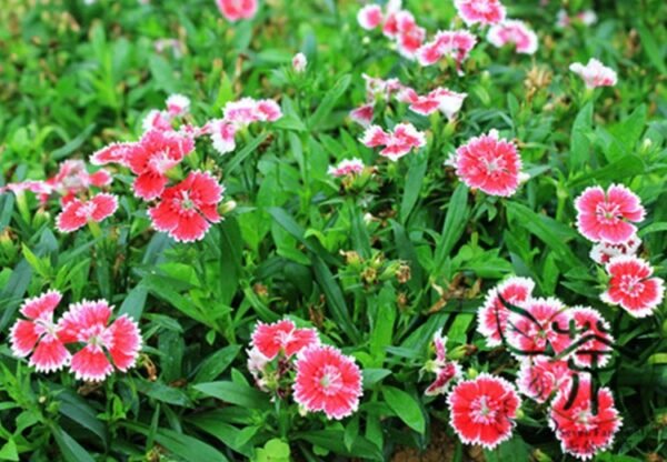 Dianthus Plumarius, Common Pink Seed 3000 PCS, Changxia Shizhu