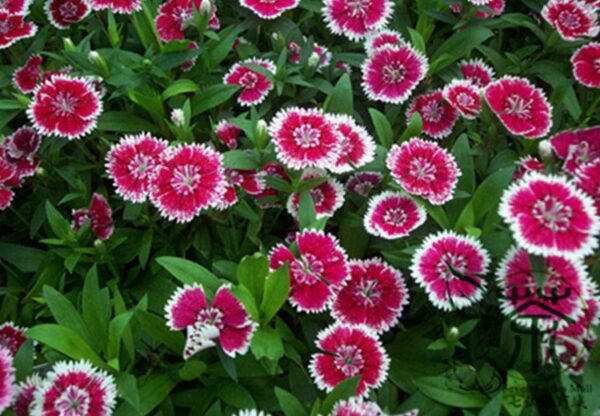 Dianthus Plumarius, Common Pink Seed 3000 PCS, Changxia Shizhu - Image 4