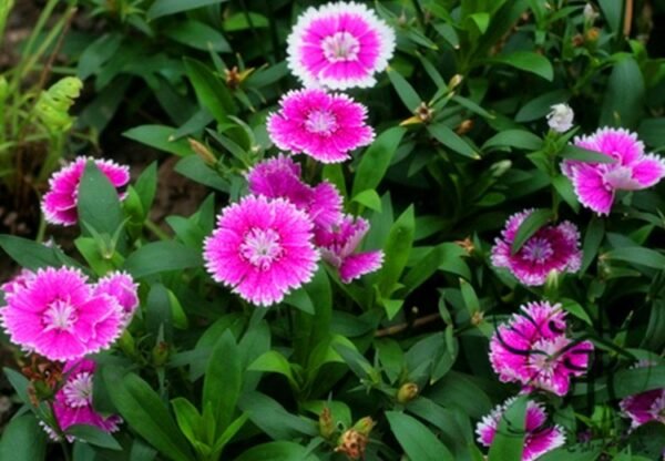 Dianthus Plumarius, Common Pink Seed 3000 PCS, Changxia Shizhu - Image 5