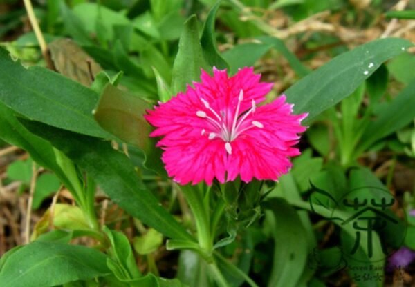 Dianthus Plumarius, Common Pink Seed 3000 PCS, Changxia Shizhu - Image 6