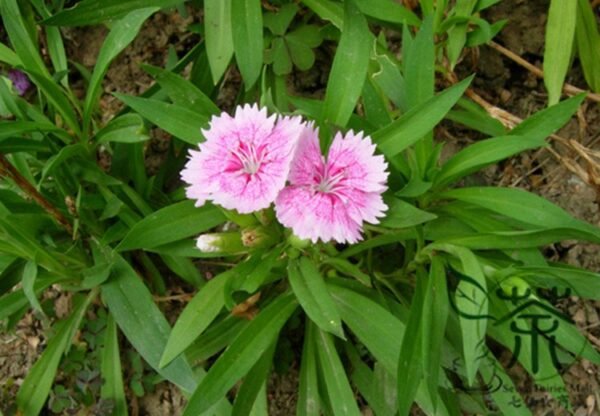 Dianthus Plumarius, Common Pink Seed 3000 PCS, Changxia Shizhu - Image 9