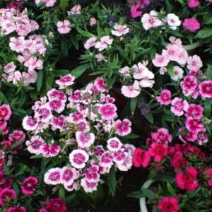 Dianthus Chinensis, Rainbow Pink Seed 2000 PCS, China Pink Shizhu