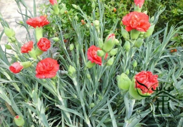 Dianthus Caryophyllus, Clove Pink Carnation Seed 2000 PCS, Kangnaixin - Image 4