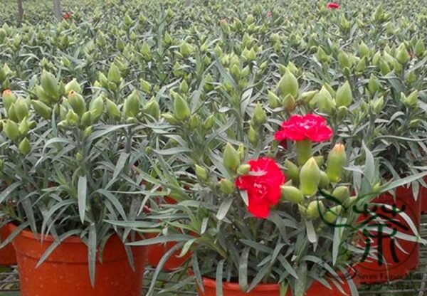 Dianthus Caryophyllus, Clove Pink Carnation Seed 2000 PCS, Kangnaixin - Image 5