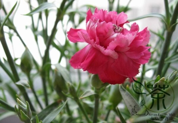 Dianthus Caryophyllus, Clove Pink Carnation Seed 2000 PCS, Kangnaixin - Image 7