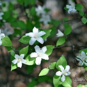 Deutzia Grandiflora, Hydrangeaceae Deutzia Seed 500 PCS, Dahua Soushu