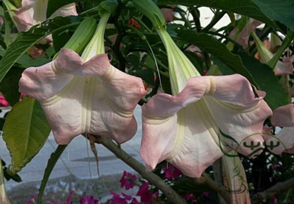 Datura Stramonium, Jimsonweed Seed 1000 PCS, Hell's Bells Mantuoluo