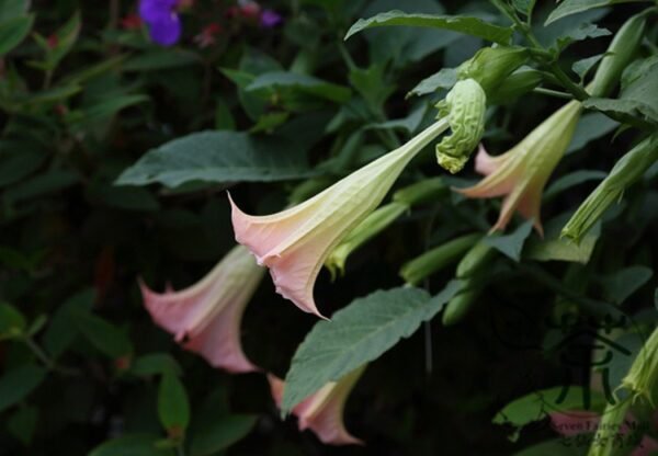 Datura Stramonium, Jimsonweed Seed 1000 PCS, Hell's Bells Mantuoluo - Image 3