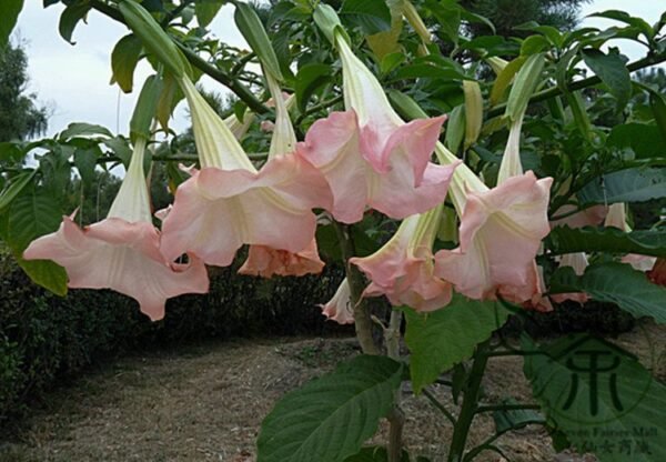 Datura Stramonium, Jimsonweed Seed 1000 PCS, Hell's Bells Mantuoluo - Image 4