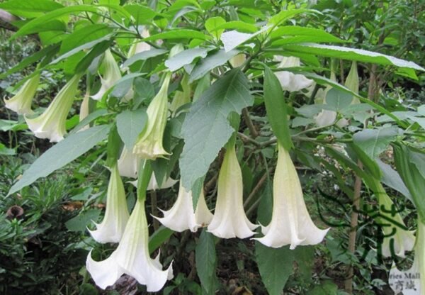 Datura Stramonium, Jimsonweed Seed 1000 PCS, Hell's Bells Mantuoluo - Image 5