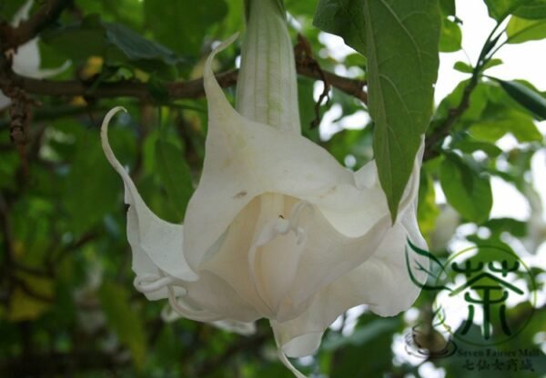 Datura Stramonium, Jimsonweed Seed 1000 PCS, Hell's Bells Mantuoluo - Image 6