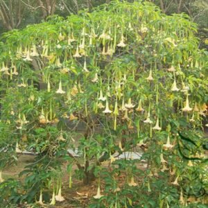 Datura Stramonium, Jimsonweed Seed 1000 PCS, Hell's Bells Mantuoluo