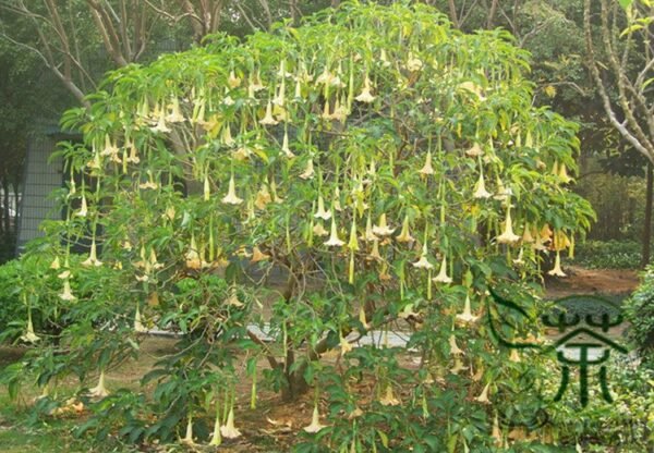 Datura Stramonium, Jimsonweed Seed 1000 PCS, Hell's Bells Mantuoluo