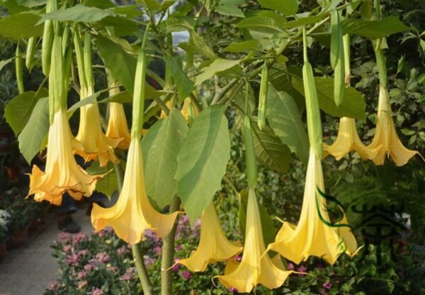 Datura Stramonium, Jimsonweed Seed 1000 PCS, Hell's Bells Mantuoluo - Image 7