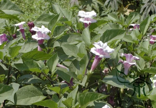 Datura Stramonium, Jimsonweed Seed 1000 PCS, Hell's Bells Mantuoluo - Image 8