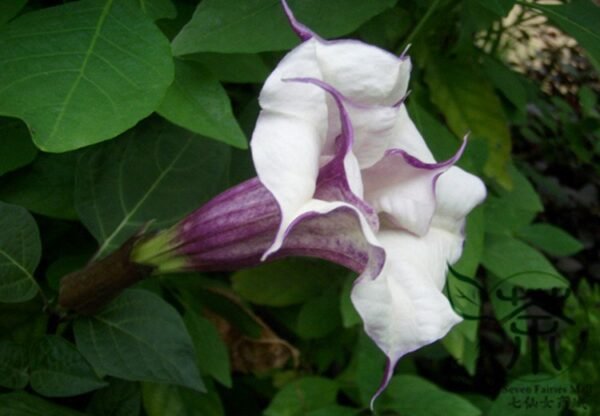 Datura Stramonium, Jimsonweed Seed 1000 PCS, Hell's Bells Mantuoluo - Image 9