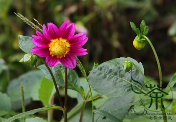 Dahlia Pinnata, Garden Dahlia Seed 1000 PCS, Dalihua - Image 2