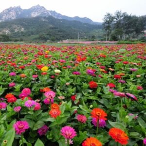 Dahlia Pinnata, Garden Dahlia Seed 1000 PCS, Dalihua