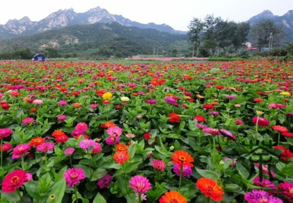 Dahlia Pinnata, Garden Dahlia Seed 1000 PCS, Dalihua