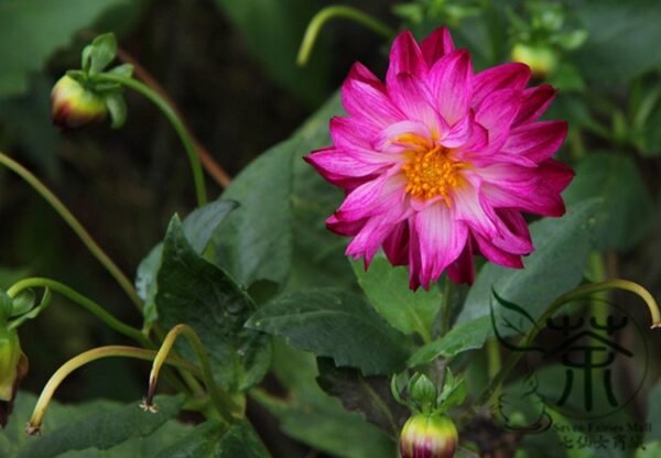 Dahlia Pinnata, Garden Dahlia Seed 1000 PCS, Dalihua - Image 3