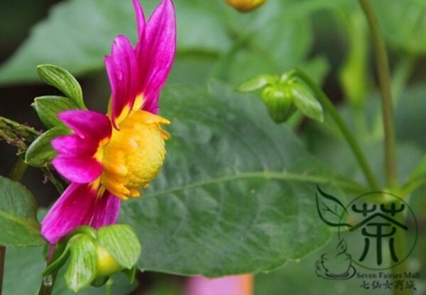 Dahlia Pinnata, Garden Dahlia Seed 1000 PCS, Dalihua - Image 4