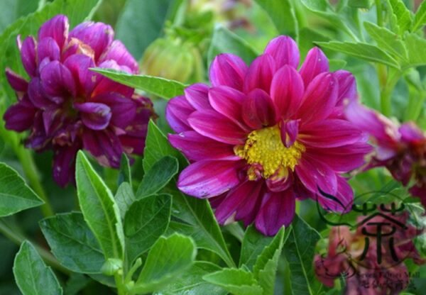 Dahlia Pinnata, Garden Dahlia Seed 1000 PCS, Dalihua - Image 5