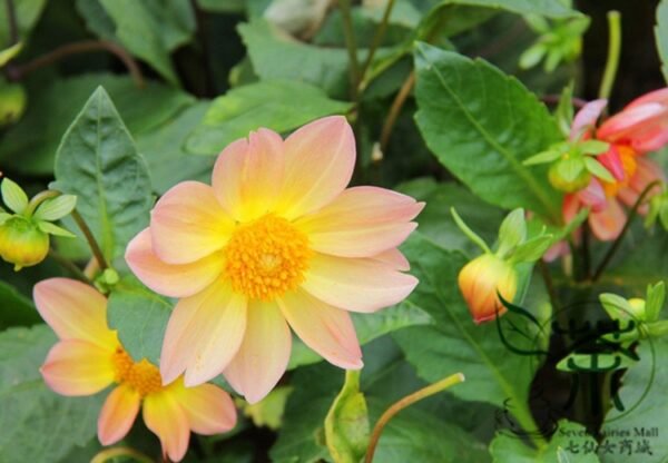 Dahlia Pinnata, Garden Dahlia Seed 1000 PCS, Dalihua - Image 6