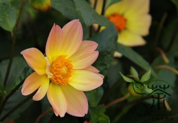 Dahlia Pinnata, Garden Dahlia Seed 1000 PCS, Dalihua - Image 7