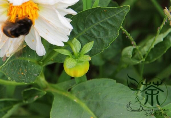 Dahlia Pinnata, Garden Dahlia Seed 1000 PCS, Dalihua - Image 8