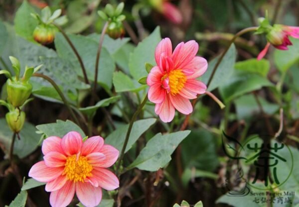 Dahlia Pinnata, Garden Dahlia Seed 1000 PCS, Dalihua - Image 9