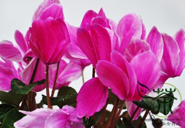 Cyclamen Persicum, Persian Cyclamen Seed 200 PCS, Florist's Cyclamen Xiankelai - Image 2