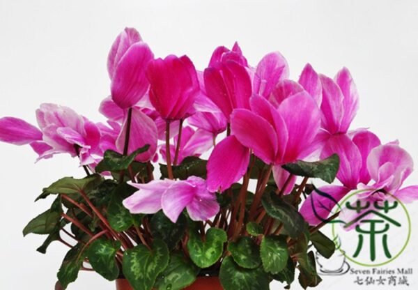 Cyclamen Persicum, Persian Cyclamen Seed 200 PCS, Florist's Cyclamen Xiankelai - Image 3