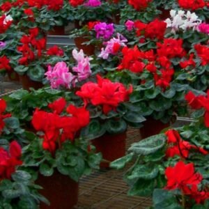 Cyclamen Persicum, Persian Cyclamen Seed 200 PCS, Florist's Cyclamen Xiankelai